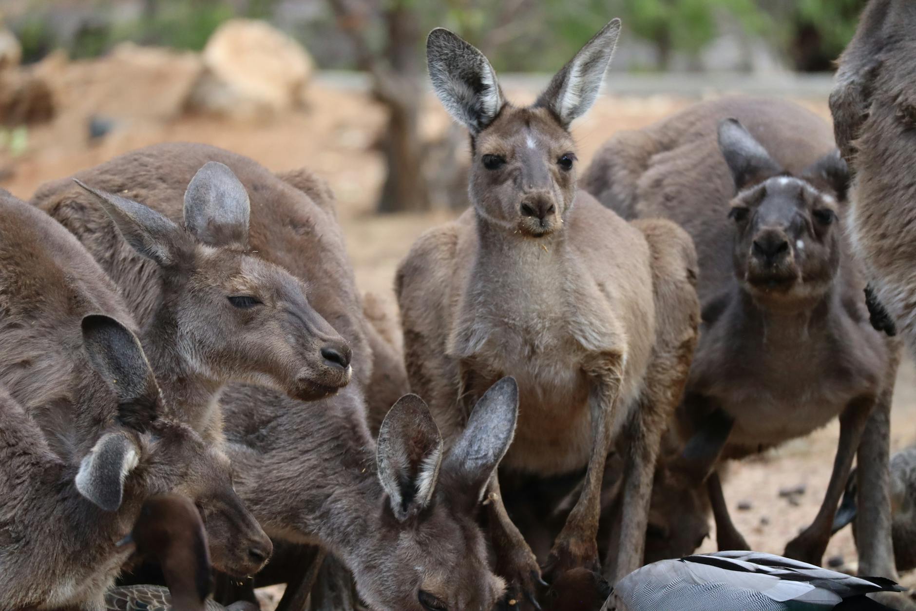 herd of kangaroo standing on ground